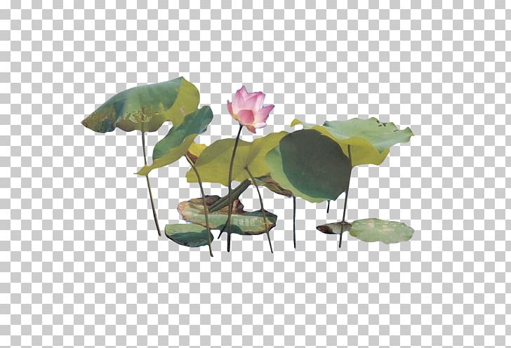 Nelumbo Nucifera Chinese Painting Ink Wash Painting PNG, Clipart, Chinese, Chinese Garden, Download, Euclidean Vector, Flower Free PNG Download
