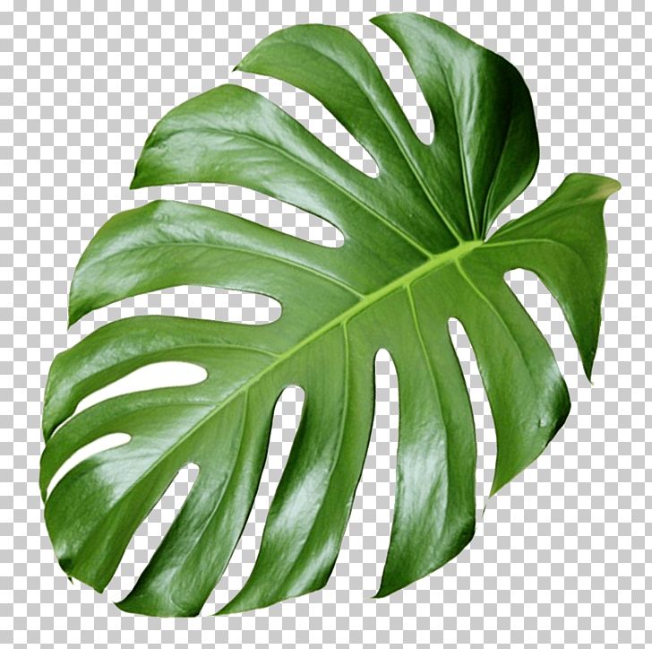 Plant Aesthetics PNG, Clipart, Aesthetics, Cactaceae, Computer Icons, Food Drinks, Garden Free PNG Download