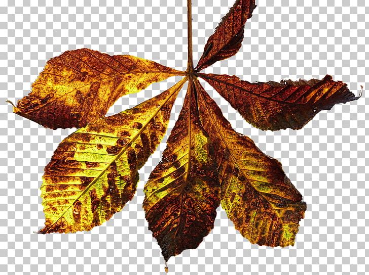 Autumn Photography Leaf PNG, Clipart, Altweibersommer, Autumn, Autumn Leaf Color, Autumn Leaves, Color Free PNG Download