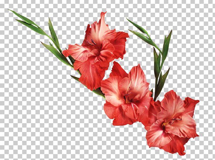 Desktop Gladiolus Drawing PNG, Clipart, Art, Carnation, Color, Computer, Cut Flowers Free PNG Download