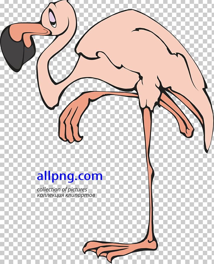 Flamingo PNG, Clipart, Animals, Arm, Artwork, Beak, Bird Free PNG Download