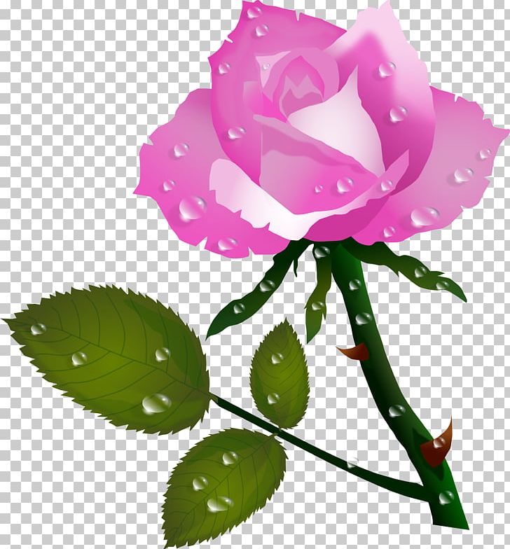 Rose Flower Color PNG, Clipart, Color, Cut Flowers, Flower, Flowering Plant, Flowers Free PNG Download