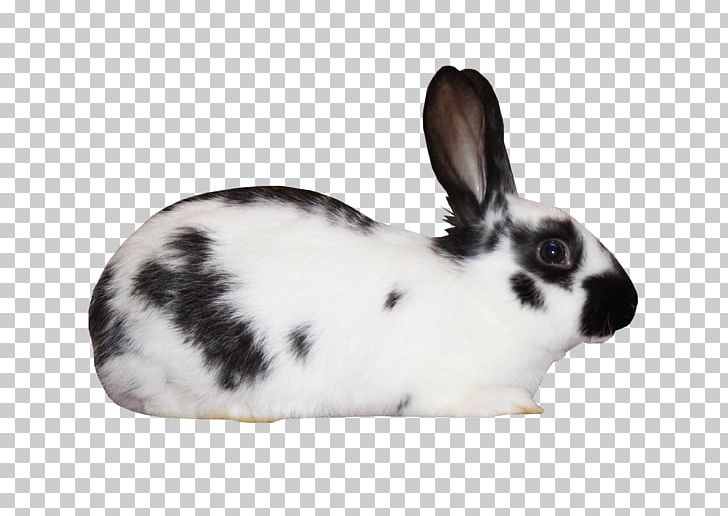 Domestic Rabbit White Rabbit European Rabbit Leporids Black And White PNG, Clipart, Animals, Background Black, Black, Black And White Rabbit, Black Background Free PNG Download