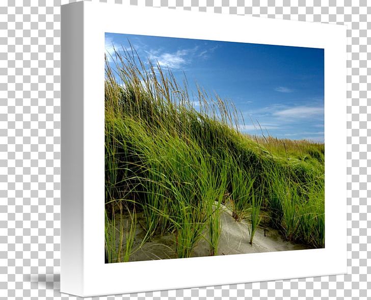 Ecosystem Meadow Energy Frames PNG, Clipart, Ecosystem, Energy, Grass, Grass Family, Landscape Free PNG Download
