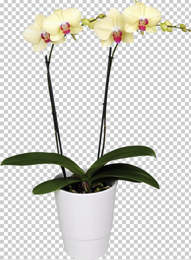Moth Orchids Flower Houseplant PNG, Clipart, Artificial Flower, Blossom, Boat Orchid, Cachepot, Cattleya Free PNG Download