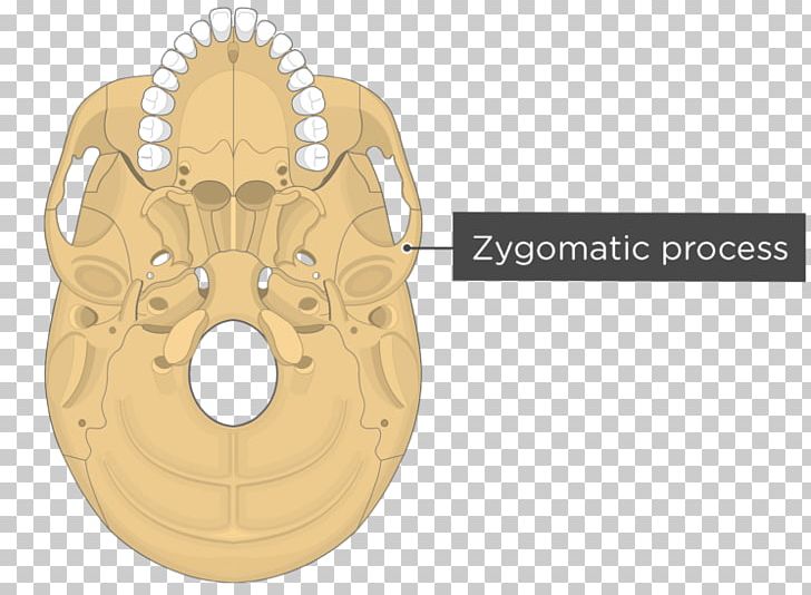 Pterygoid Hamulus Pterygoid Processes Of The Sphenoid Medial Pterygoid Muscle Lateral Pterygoid Muscle PNG, Clipart, Anatomy, Fantasy, Human Anatomy, Lateral Pterygoid Muscle, Material Free PNG Download