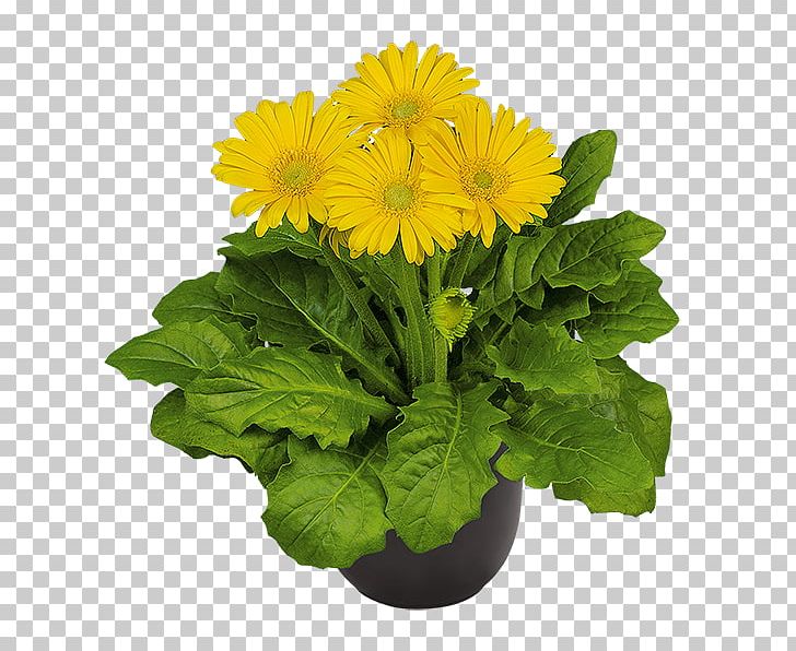 Transvaal Daisy Chrysanthemum Floristry Cut Flowers Flowerpot PNG, Clipart, Annual Plant, Chrysanthemum, Chrysanths, Cut Flowers, Daisy Family Free PNG Download