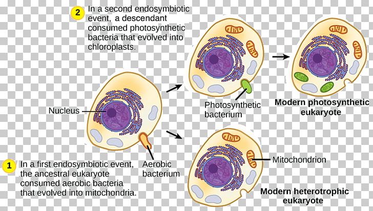 Cell Prokaryote Chloroplast Eukaryote Mitochondrion PNG, Clipart, Bacteria, Bacterial Cell Structure, Biology, Body Jewelry, Cell Free PNG Download