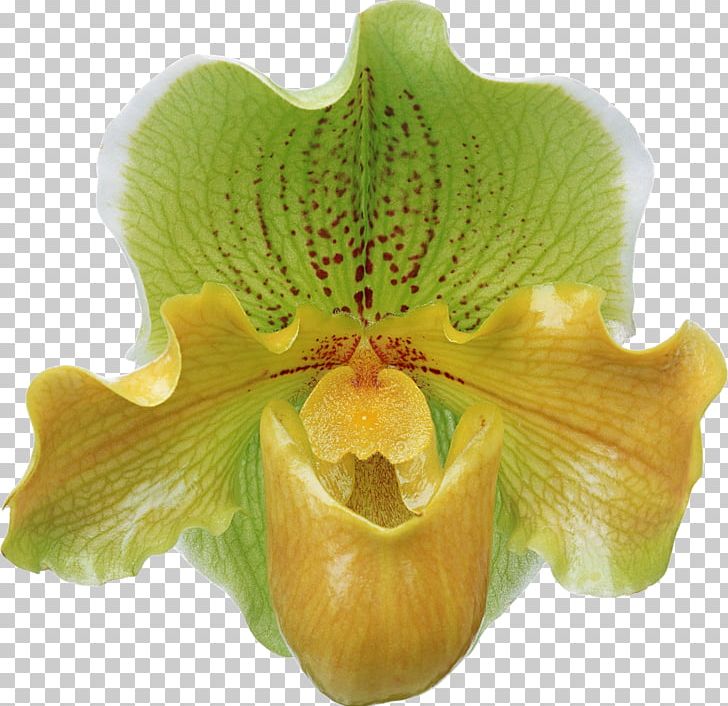 Flower Bouquet Moth Orchids FIBERAM PNG, Clipart, Boat Orchid, Child, Fiberam, Flower, Flower Bouquet Free PNG Download