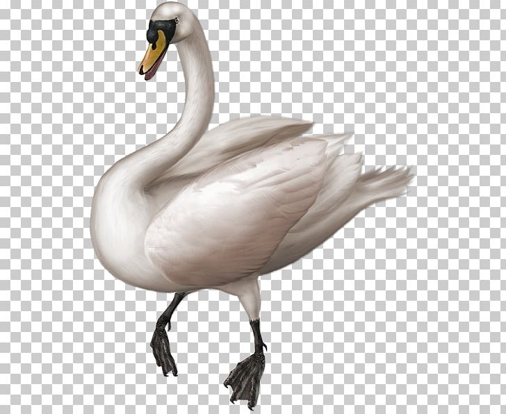 Goose Duck Mute Swan Cygnini PNG, Clipart, Animals, Anseriformes, Beak, Bird, Clip Art Free PNG Download
