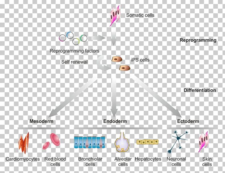 Induced Pluripotent Stem Cell Pluripotency Cellular Differentiation PNG, Clipart, Adult Stem Cell, Cell, Cell Type, Cellular Differentiation, Diagram Free PNG Download