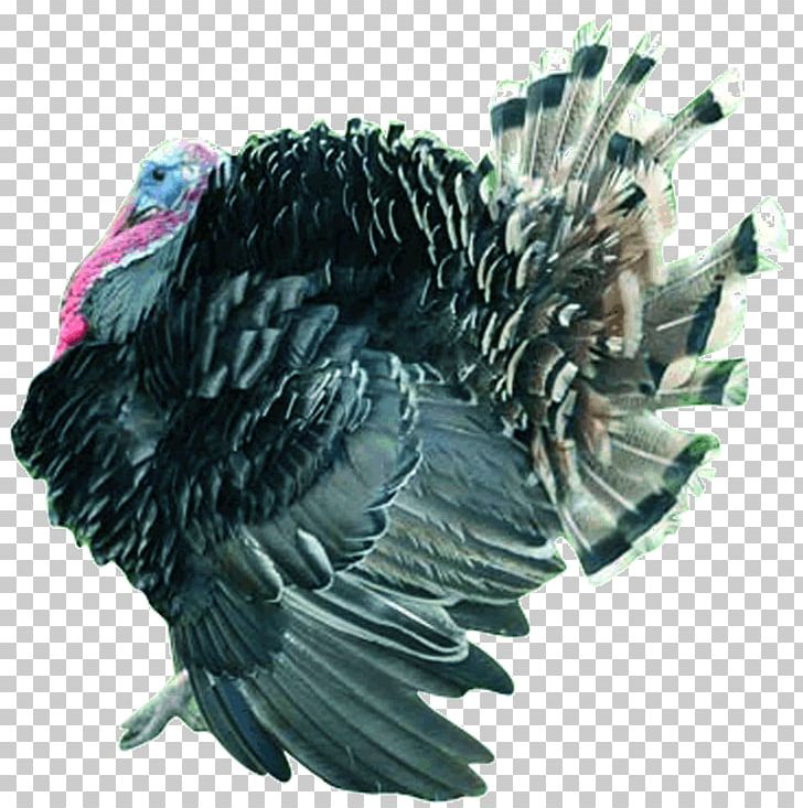 Turkey Bird Aviculture Poultry Farming Biology PNG, Clipart, Animal Husbandry, Animals, Aviculture, Beak, Biology Free PNG Download