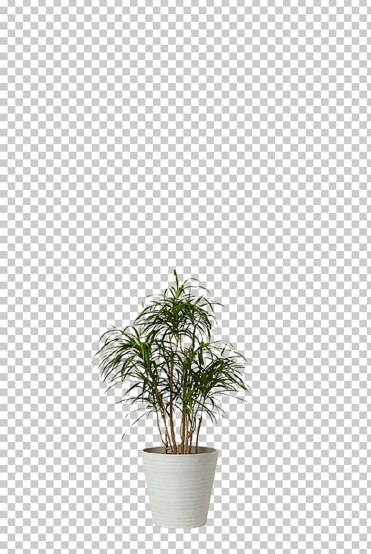 Monstera Houseplant Dracaena Agavaceae Wattles PNG, Clipart, Agavaceae, Agave, Dracaena, Family, Flowerpot Free PNG Download