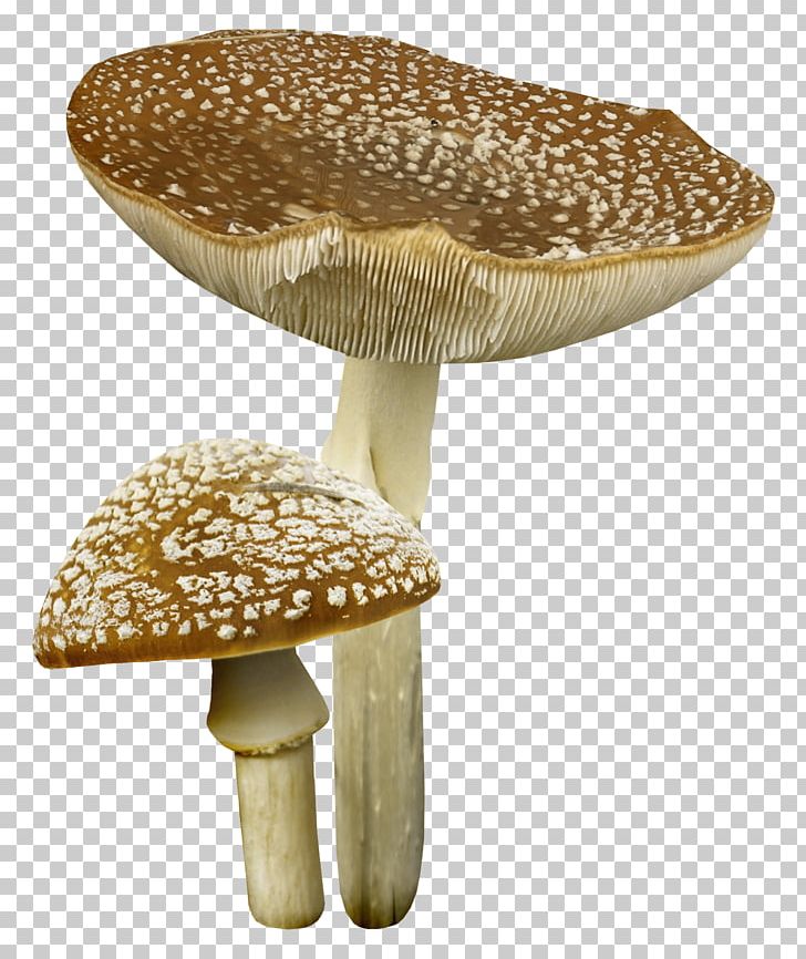 Mushroom PNG, Clipart, Agaricaceae, Amanita, Clip Art, Digital Image, Download Free PNG Download