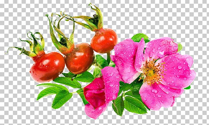 Beach Rose Rose Hip Flower Seed Oil PNG, Clipart, Beach Rose, Cosmetics, Essential Oil, Extract, Face Free PNG Download