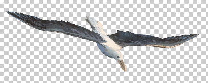 Beak Feather Seabird Wildlife PNG, Clipart, Animal Figure, Beak, Bird, Fauna, Feather Free PNG Download