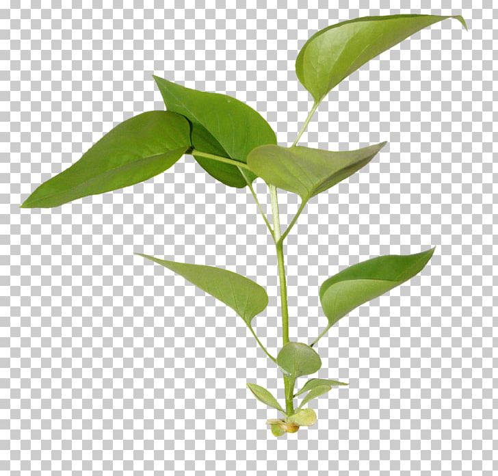 Branch PNG, Clipart, Blog, Branch, Data Compression, Download, Herb Free PNG Download