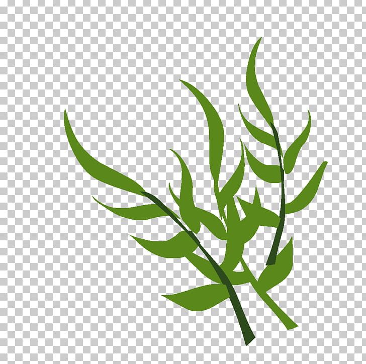 Leaf Grasses Plant Stem Tree PNG, Clipart, Antes, Family, Grass, Grasses, Grass Family Free PNG Download