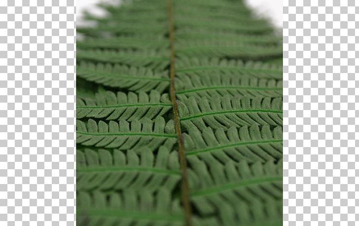 Fern Green Leaf PNG, Clipart, Creative Parchment, Fern, Grass, Green, Leaf Free PNG Download