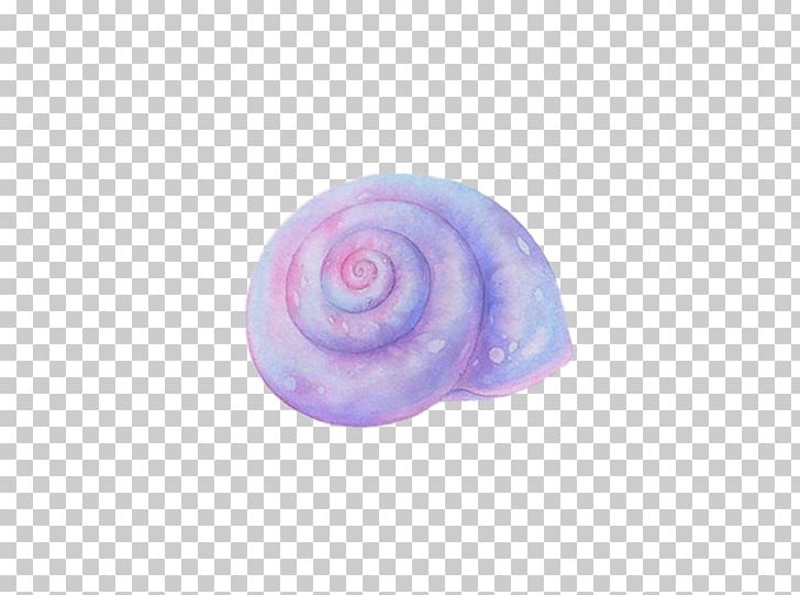Sea Snail Conch Seashell PNG, Clipart, Circle, Concepteur, Download, Drawing, Euclidean Vector Free PNG Download