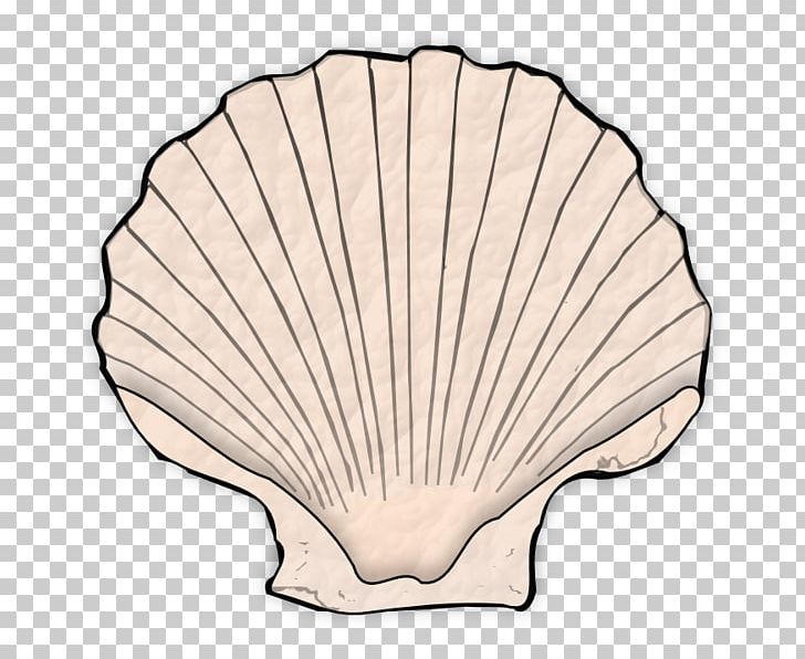 Seashell PNG, Clipart, Animals, Invertebrate, Seashell Free PNG Download