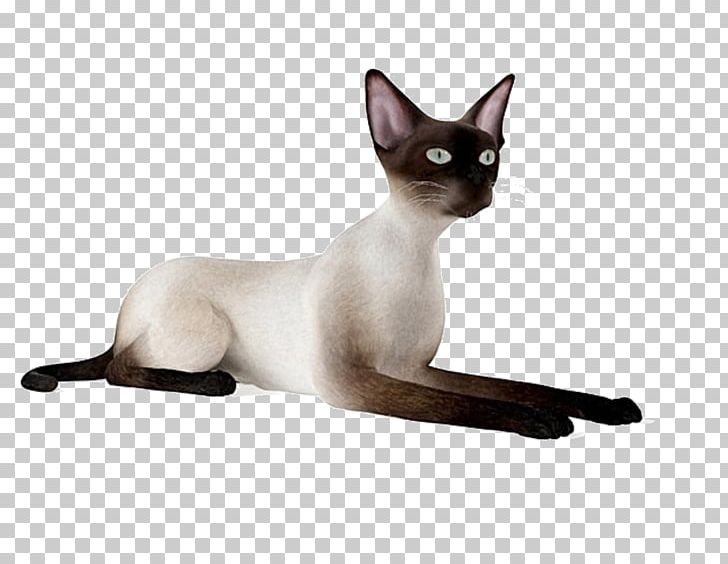 Siamese Cat Thai Cat Tonkinese Cat Malayan Cat Domestic Short-haired Cat PNG, Clipart, 3d Computer Graphics, 3d Modeling, Animal, Asian, Bird Free PNG Download
