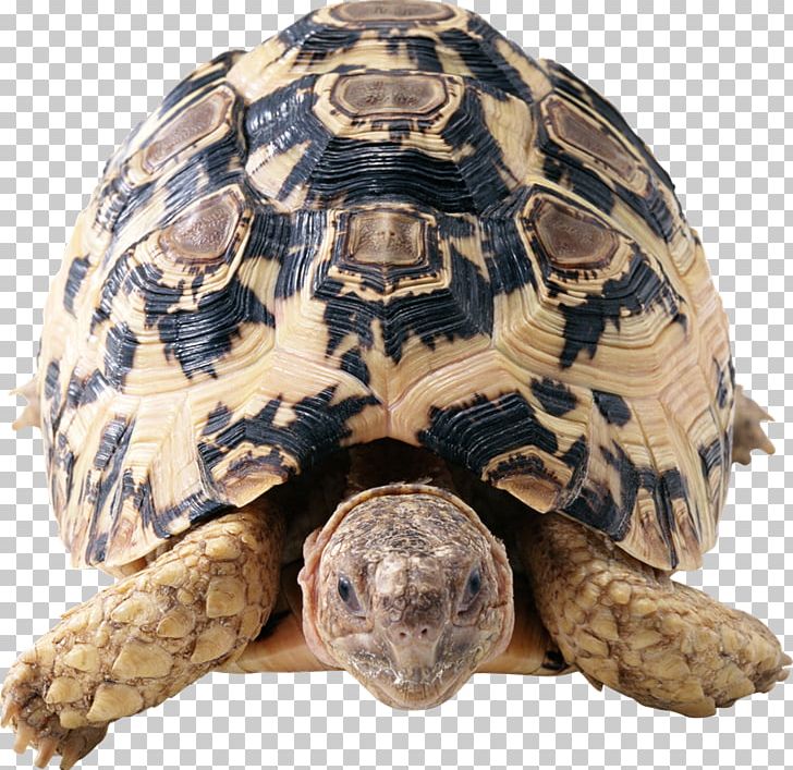 Turtle Tortoise PNG, Clipart, Box Turtle, Desktop Wallpaper, Download, Emydidae, Image Resolution Free PNG Download