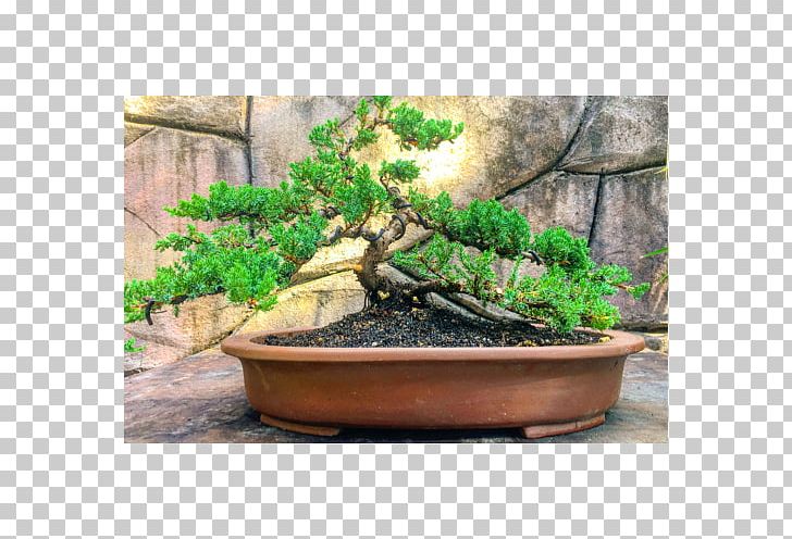 Bonsai Flowerpot Sageretia Theezans Tree Houseplant PNG, Clipart, Bonsai, Elm, Flowerpot, Garden, Garden Centre Free PNG Download