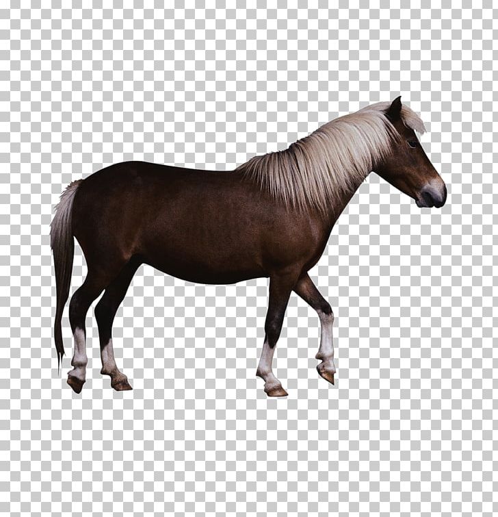 Friesian Horse Georgian Grande Horse Fell Pony Foal PNG, Clipart, Animal, Animals, Asia Map, Bridle, Brown Horse Free PNG Download