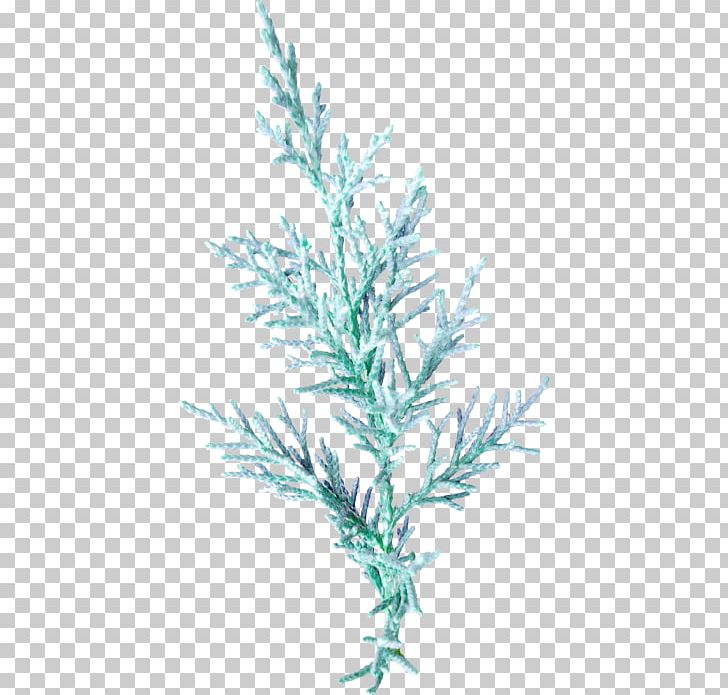 Leaf Twig Plant Stem Blue PNG, Clipart, Blue, Branch, Color, Conifer, Cypress Family Free PNG Download