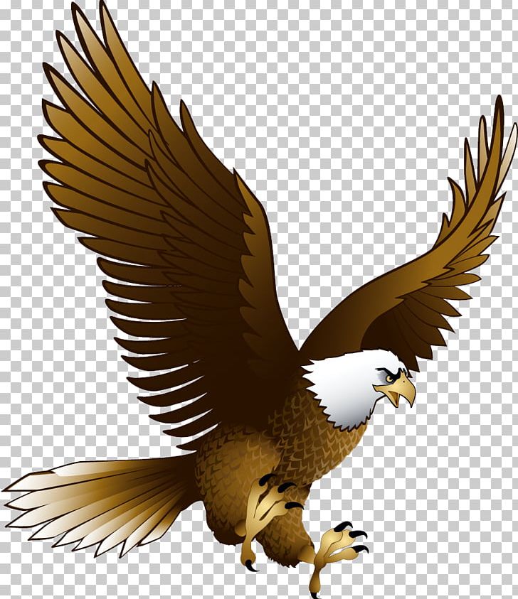 Bald Eagle Portable Network Graphics Transparency PNG, Clipart, Accipitriformes, Animals, Bald Eagle, Beak, Bird Free PNG Download