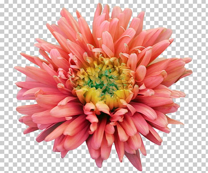 Dahlia Flower PNG, Clipart, Annual Plant, Aster, Chrysanths, Color, Cut Flowers Free PNG Download