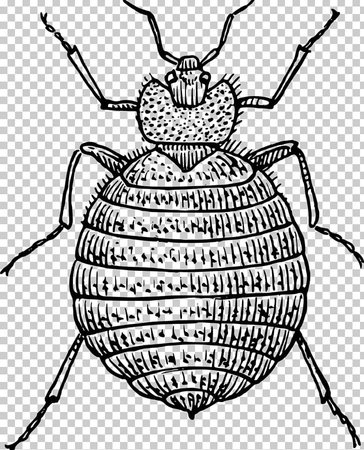 Insect Bed Bug Bite Drawing PNG, Clipart, Animals, Arthropod, Artwork, Bed, Bedbug Free PNG Download