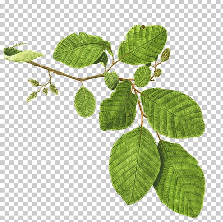 Mentha Spicata Branch Tree Alder Plant PNG, Clipart, Alder, Angel Oak, Autumn Leaf, Branch, Chinaberry Free PNG Download