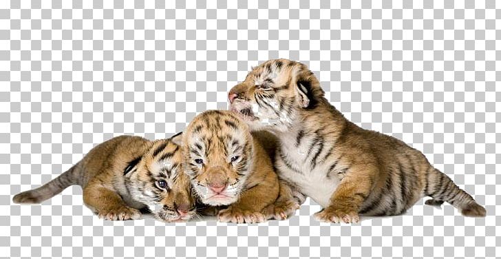 Tiger Stock Photography Animal PNG, Clipart, Animal, Animals, Big Cats, Carnivoran, Cat Free PNG Download