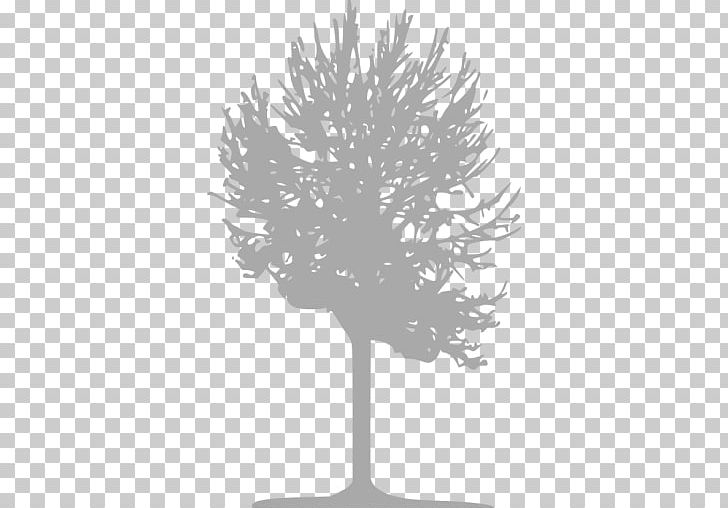 Tree Twig Silver Birch Computer Icons Deciduous PNG, Clipart, Ash, Askur, Bark, Birch, Black And White Free PNG Download