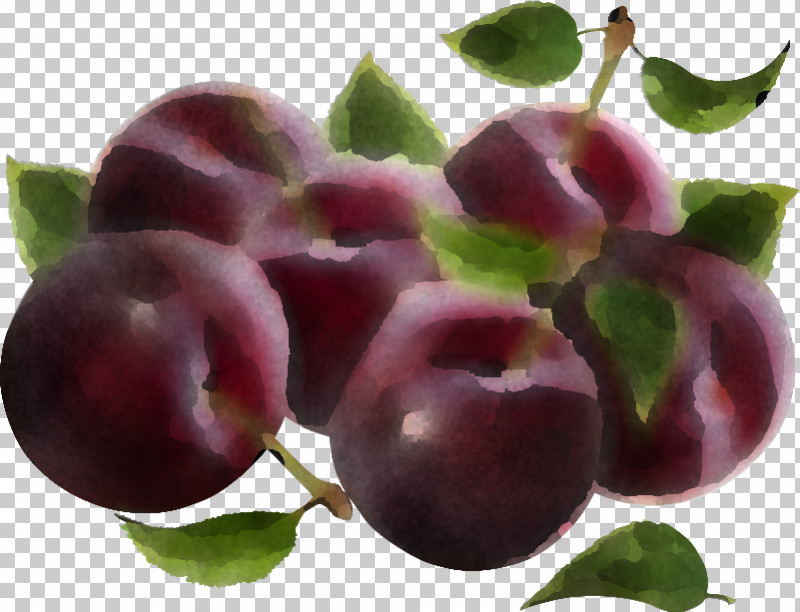 European Plum Fruit Plant Natural Foods Purple PNG, Clipart, Cherry, European Plum, Flower, Food, Fruit Free PNG Download