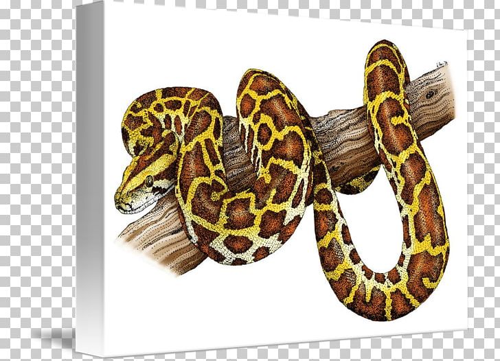 Boa Constrictor Snake Burmese Python Everglades National Park PNG, Clipart, Ball Python, Blanket, Boa Constrictor, Boas, Burmese Python Free PNG Download