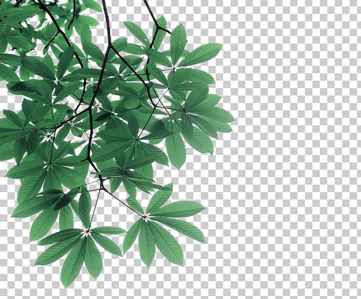 Leaf Branch Photography Tree PNG, Clipart, Adobe Illustrator, Branch, Branches, Christmas Tree, Decorative Free PNG Download