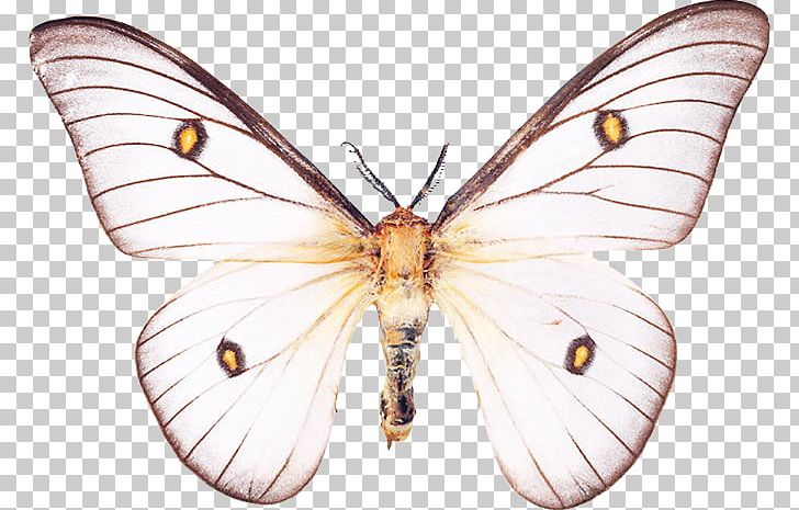 Nymphalidae Pieridae Lycaenidae Butterfly Moth PNG, Clipart, Animal, Arthropod, Bombycidae, Brush Footed Butterfly, Butterfly Free PNG Download