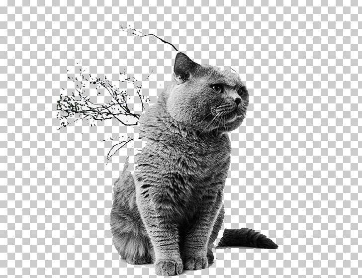 Russian Blue British Shorthair Chartreux European Shorthair Korat PNG, Clipart, Animals, Black And White, Blue, Blue Background, Blue Cat Free PNG Download
