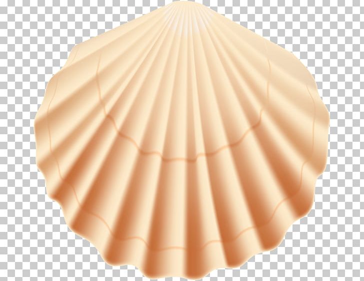 Seashell PNG, Clipart, Animals, Beach, Gastropod Shell, Peach, Reverse Image Search Free PNG Download