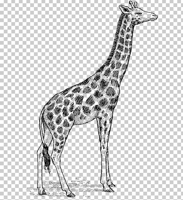 The White Giraffe Drawing PNG, Clipart, Animals, Art, Black And White, Deer, Download Free PNG Download