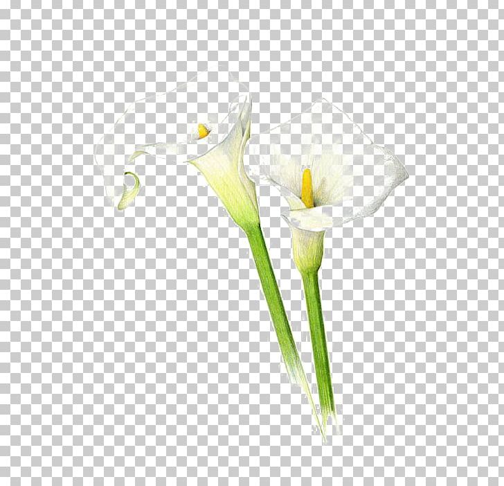 Arum-lily Drawing Lilium Callalily Sketch PNG, Clipart, Colored Pencil, Flower, Flowers, Lilies, Lily Free PNG Download