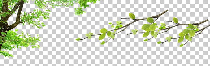 Fundal If(we) PNG, Clipart, Animation, Art, Background Green, Branch, Communicatiemiddel Free PNG Download
