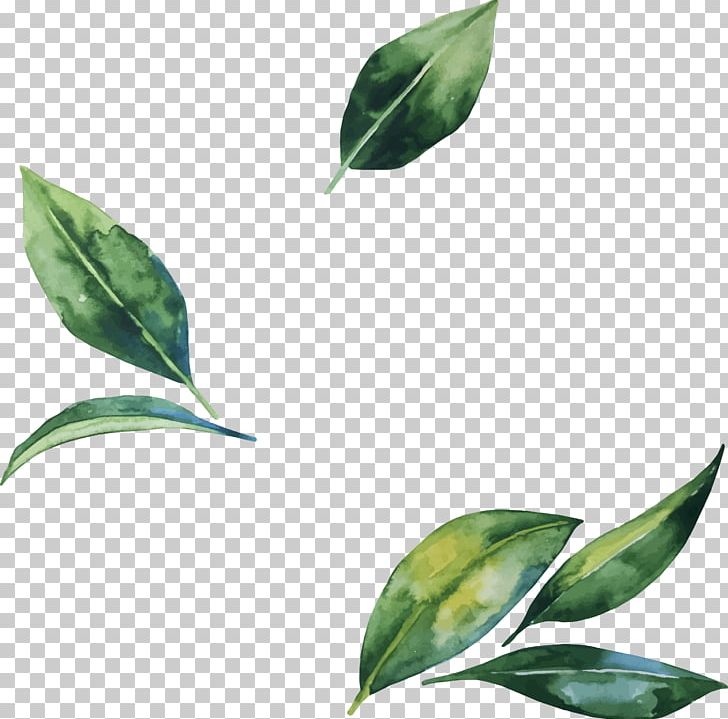 Leaf Flower Illustration PNG, Clipart, Branch, Computer Wallpaper, Fall Leaves, Flower, Green Free PNG Download