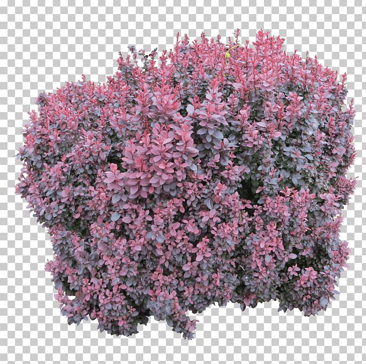 Shrub Computer File PNG, Clipart, Annual Plant, Beach, Beautiful, Bodyshope, Bush Free PNG Download