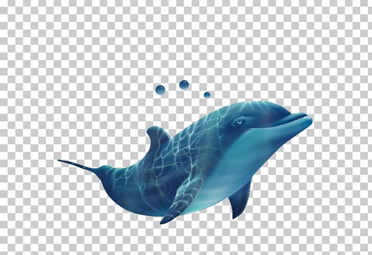 Common Bottlenose Dolphin Spotted Dolphins Short-beaked Common Dolphin Rough-toothed Dolphin Tucuxi PNG, Clipart, Animal, Animals, Bottlenose Dolphin, Catamaran, Fauna Free PNG Download