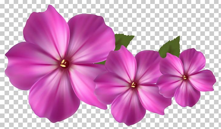 Pink Flowers PNG, Clipart, Arumlily, Color, Flower, Flower Bouquet, Flowering Plant Free PNG Download