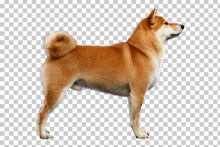 Akita Shiba Inu Alaskan Klee Kai Puppy German Shepherd PNG, Clipart, Akita, Akita Inu, Ala, Alaskan Husky, Animals Free PNG Download